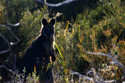 Wilson Promontory National Park - Wallaby