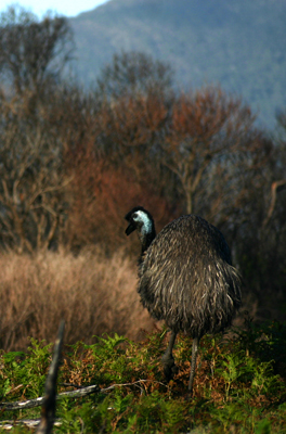 Wilson Promontory National Park - Emeu