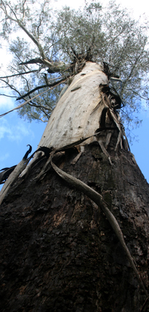 eucalyptus